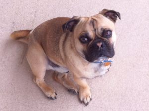 A Jack Russel/Pug mix dog looking up at the carmera.