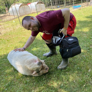 Tyler pats a pig at the pig sanctuary.